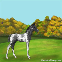 Horse Color:Blue Roan Tobiano 