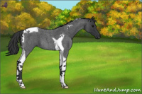 Horse Color:Blue Roan Tobiano 
