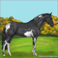 Horse Color:Blue Roan Tobiano 