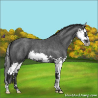 Horse Color:Blue Roan Splash 