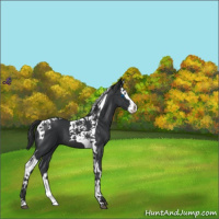 Horse Color:Black Splash Tobiano