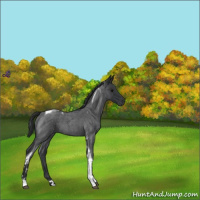 Horse Color:Blue Roan Tobiano