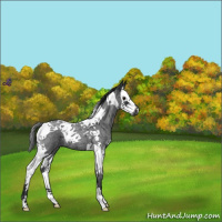 Horse Color:Blue Roan Splash Tobiano