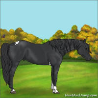 Horse Color:Black Tobiano 