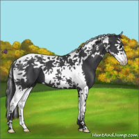 Horse Color:Blue Roan Splash Tobiano 