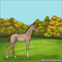 Horse Color:Red Roan Tobiano 