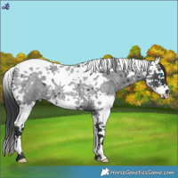Horse Color:Blue Roan Splash Tobiano 