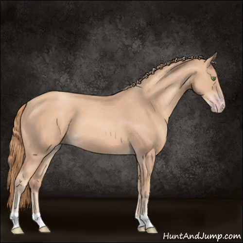 Horse Color:Gold Champagne 