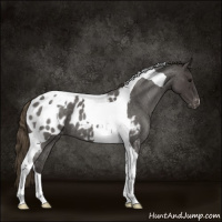 Horse Color:Smoky Blue Roan Tobiano Appaloosa