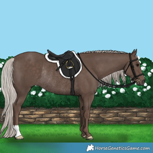 Horse Color:Silver Black Rabicano