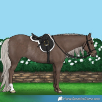 Horse Color:Silver Black Rabicano 