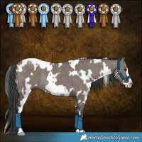 Horse Color:White Spotted Grullo Frame Rabicano 