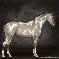 Horse Color:White Spotted Smoky Grullo Rabicano 