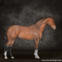 Horse Color:Bay Roan 