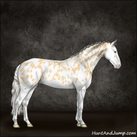 Horse Color:Silver Amber Cream Champagne Splash Appaloosa Rabicano 