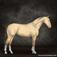 Horse Color:Amber Cream Champagne Dun