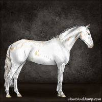Horse Color:White Spotted Silver Amber Cream Champagne Appaloosa 