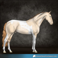 Horse Color:Buckskin Pearl Dun Tobiano 
