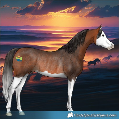 Horse Color:Bay Splash Rabicano 