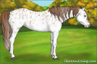 Horse Color:Red Dun Splash Near Leopard  and Red Dun Splash Near Leopard 