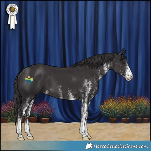 Horse Color:White Spotted Smoky Black 