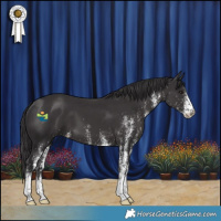 Horse Color:White Spotted Smoky Black 