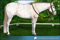 Horse Color:White Spotted Bay Dun Appaloosa Rabicano  and White Spotted Bay Dun Splash Appaloosa Rabicano