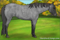 Horse Color:Blue Roan Appaloosa