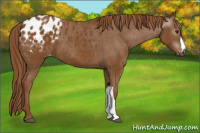 Horse Color:Gray Chestnut Appaloosa 