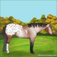 Horse Color:Gray Bay Appaloosa 