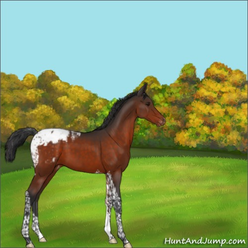 Horse Color:Unknown 