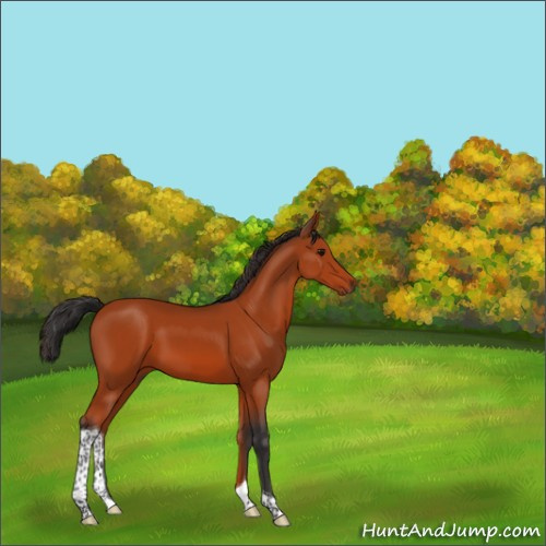 Horse Color:Bay Tobiano 