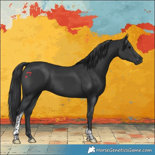 Horse Color:Black Tobiano 