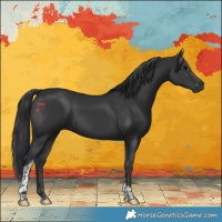 Horse Color:Black Tobiano 