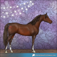 Horse Color:Liver Chestnut Sabino Rabicano 