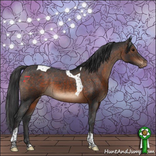 Horse Color:Brown Tobiano Appaloosa 