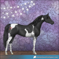 Horse Color:Black Tobiano 