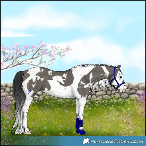 Horse Color:White Spotted Grullo Splash Tobiano 