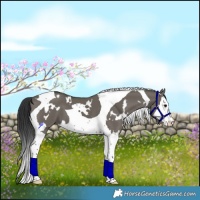 Horse Color:White Spotted Grullo Splash Tobiano 