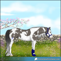 Horse Color:White Spotted Grullo Splash Tobiano