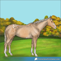 Horse Color:Palomino Appaloosa 