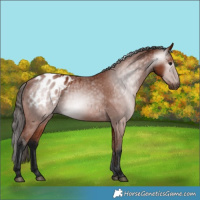 Horse Color:Gray Bay Appaloosa 