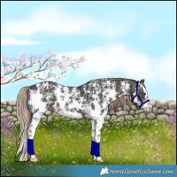 Horse Color:Liver Chestnut Sabino Splash Appaloosa 