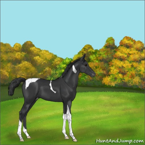 Horse Color:Black Tobiano Appaloosa 