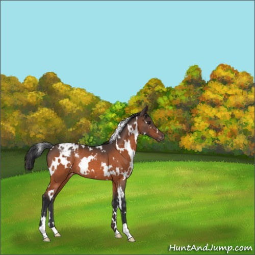 Horse Color:White Spotted Brown Appaloosa Rabicano 