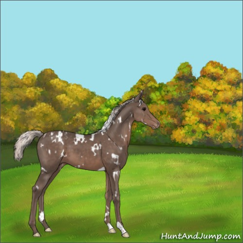 Horse Color:White Spotted Silver Black Appaloosa 