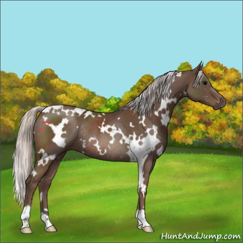 Horse Color:White Spotted Silver Black Rabicano 
