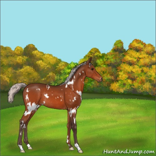Horse Color:White Spotted Silver Bay Rabicano 