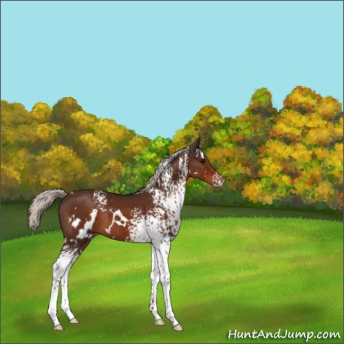 Horse Color:White Spotted Silver Brown Rabicano 