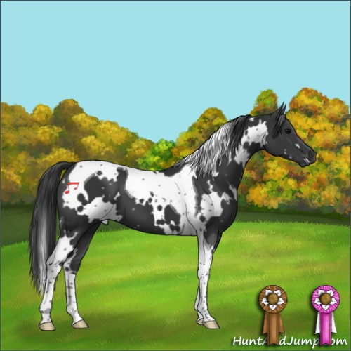 Horse Color:White Spotted Black Tobiano 